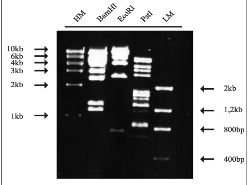 Abbildung 4.1: Restriktionsmuster von Ad12-DNA (BamHI, EcoRI, PstI), links und rechts davon sind DNA-Marker aufgetragen (HM, LM).