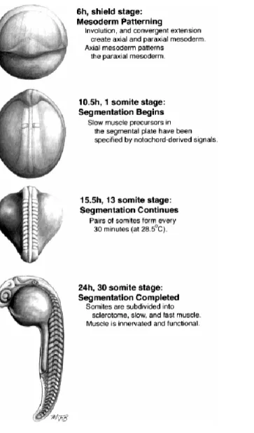 Figure 1. Temporal landmarks during zebrafish somitogenesis. This figure and legend has been taken from  Stickney et al., (2000)