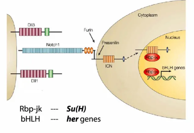 Figure 5: The Notch signaling pathway. The figure has been modified from Sawada and Takeda, (2001)