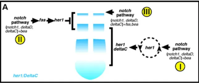 Figure 6: A summary of the genetic analysis of the functions of her1 and the notch pathway  during somitogenesis