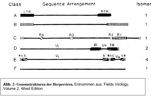 Abb. 2: Genomstrukturen der Herpesviren. Entnommen aus: Fields Virology,  Volume 2, 4thed Edition 