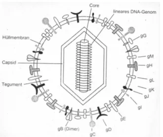 Abbildung 3 zeigt eine schematische Darstellung eines Herpes simplex Virus, das  starke morphologische Ähnlichkeit mit HCMV besitzt