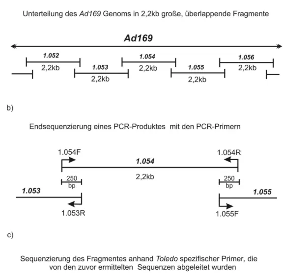 Abb. 5: Schematische Darstellung des Amplifikations- und Sequenzierungsplans. 