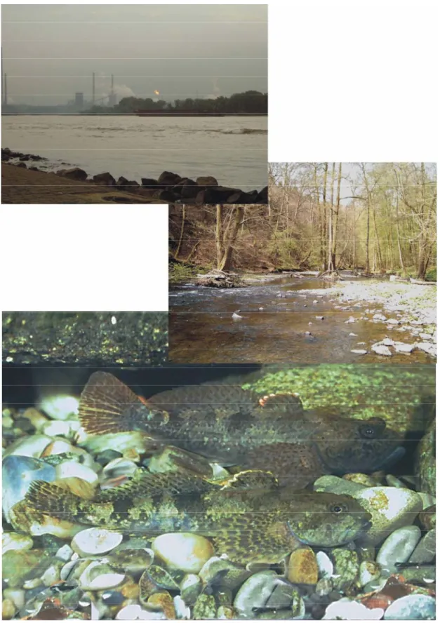 Figure 1: Sculpins have recently invaded large river habitats (upper picture - the  Lower Rhine at Duisburg), downstream of headwaters where they typically  occur (middle picture – Stream Broel at Winterscheid)