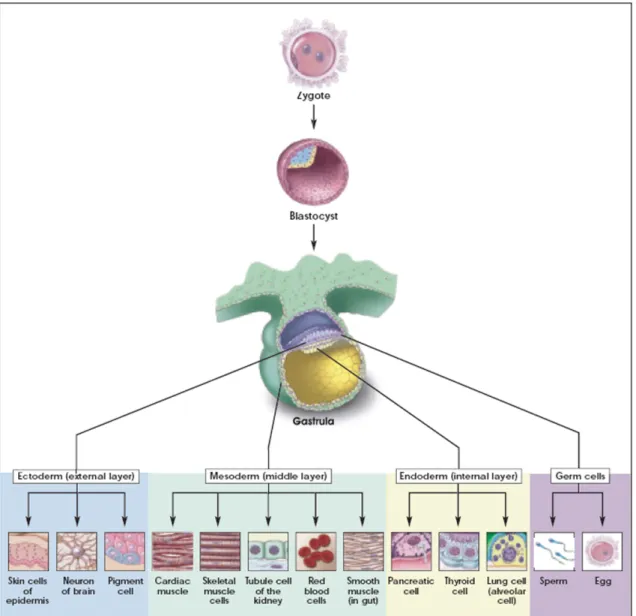 Figure 1 Lineage potential of pluripotent embryonic stem cells 