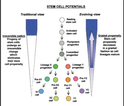Figure 2 Two conceptual views of  decreasing stem cell potential during  development.  