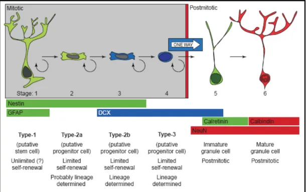 Figure 3 Six stages of progressive neuronal lineage restriction in the adult CNS 