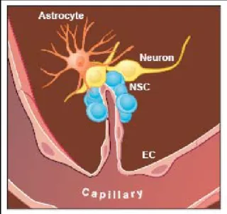 Figure 5 Stem cell niche of the adult brain  In the adult CNS, neural stem cells (NSC) reside  within distinct cellular compartments close to  blood vessels