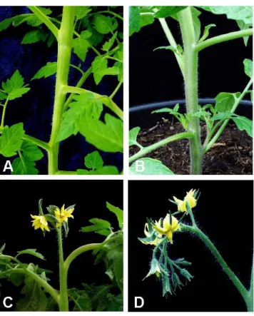 Abb. 1-1: Phänotyp der blind- blind-Mutante der Tomate. (A)   Aus-schnitt der vegetativen  Spross-achse von blind-2
