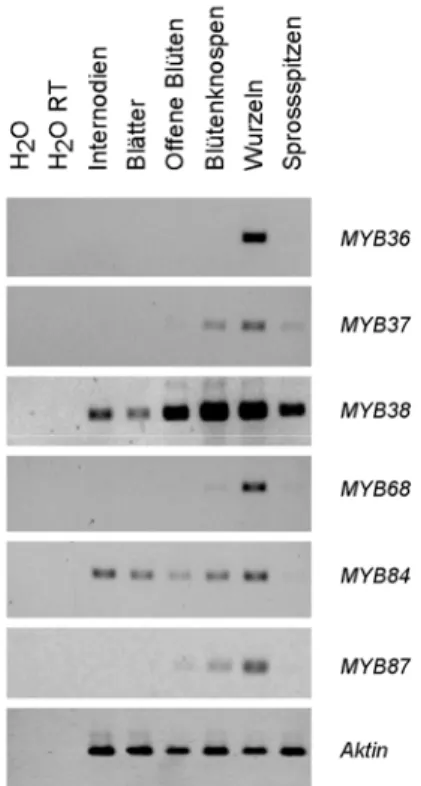 Abb. 3-1: RT-PCR Analyse der Blind- Blind-homologen  R2R3 MYB Gene aus  Arabidopsis thaliana