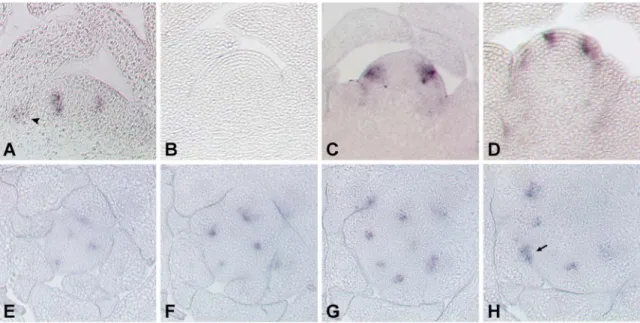 Abb. 3-12: Analyse der Transkription von MYB37 in Columbia Wildtyppflanzen. (A) Längsschnitt  durch ein 28 Tage altes vegetatives Meristem, hybridisiert mit einer Gegensinn-Sonde von MYB37  mRNA
