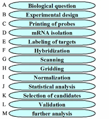 Figure 4: Steps in a microarray experiment. 