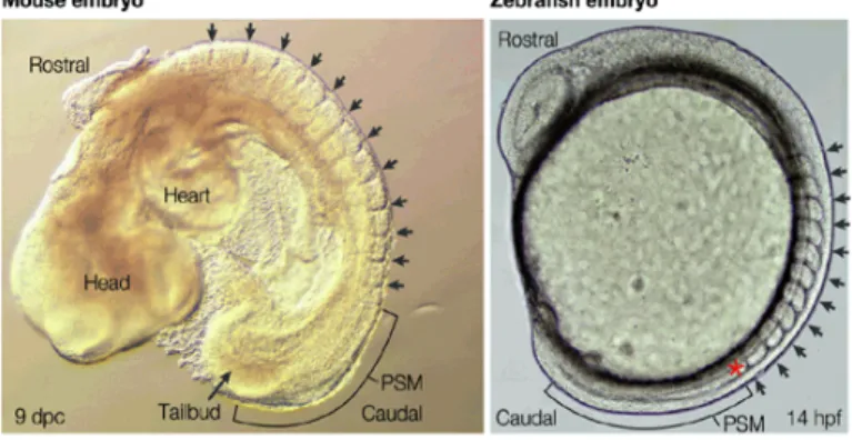 Figure 1: The left picture shows a mouse embryo and the right a zebrafishembryo during omitogenesis