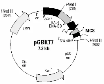 Abbildung 5: Schematische Darstellung des Vektors pGBKT7. 