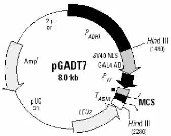 Abbildung 6: Schematische Darstellung des Vektors pGADT7. 