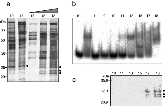 Abbildung 10: Nachweis möglicher X-DNA bindender Proteine in Heparin-Sepharose  Fraktionen