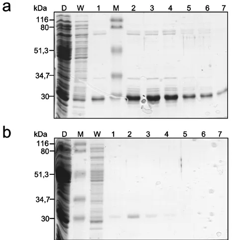 Abbildung 13: Affinitätschromatographische Reinigung von rekombinantem Crp1p. 