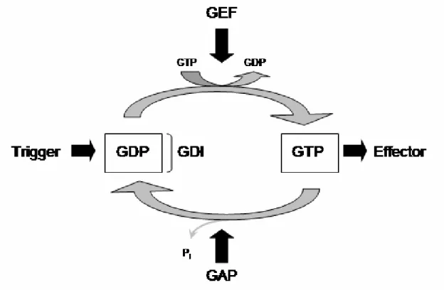 Figure I2: Simplified scheme of the GTPase cycle. 