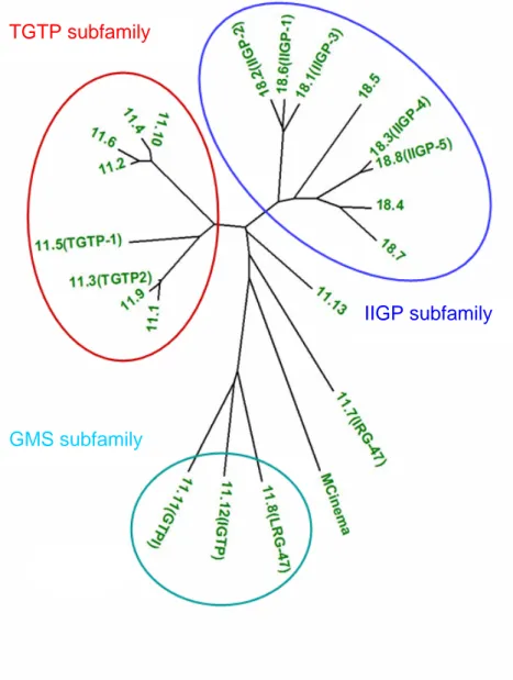 Figure I3: Phylogenetic Tree based on the protein sequence of the GTPase domain of the mouse p47  GTPases (courtesy of Cemali Bekpen) showing 22 out of the 23 members