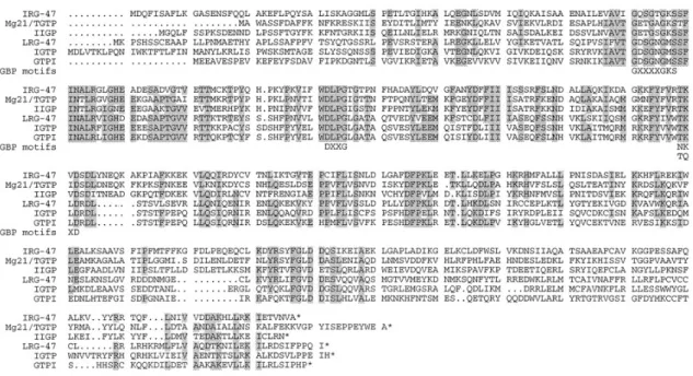 Figure I4: Amino acid alignment of the 6 published p47 GTPases (60). 