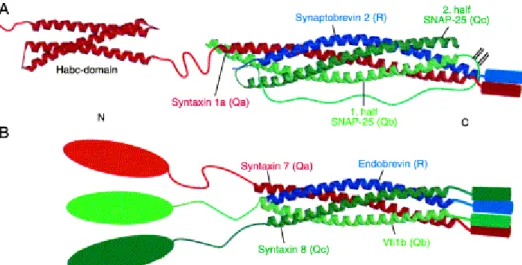 Figure I2) Conserved Structure of SNARE complexes 