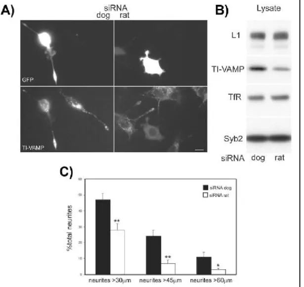 Figure 5) Silencing of TI-VAMP expression impairs neurite outgrowth in PC12  cells. 