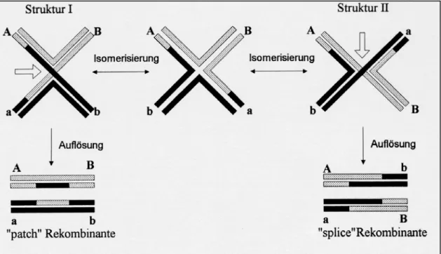 Abb. 1.3, Schema zu den alternative Auflösungen der Holliday-Struktur. Graue und schwarze  Balken stellen DNA-Einzelstränge der rekombinierenden Chromosomen dar