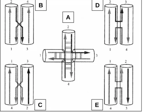 Abb. 1.5 Konformere einer cruciformen DNA. A, gestreckte Struktur, B-E, Konformere gestapelter  Strukturen