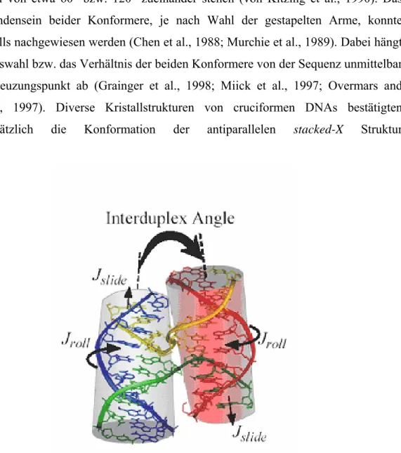 Abb. 1.5, Struktur cruciformer DNA. Die Struktur des Kreuzungspunkt einer cruciformen DNA auf  Grundlage von Kristallstrukturen ist dargestellt