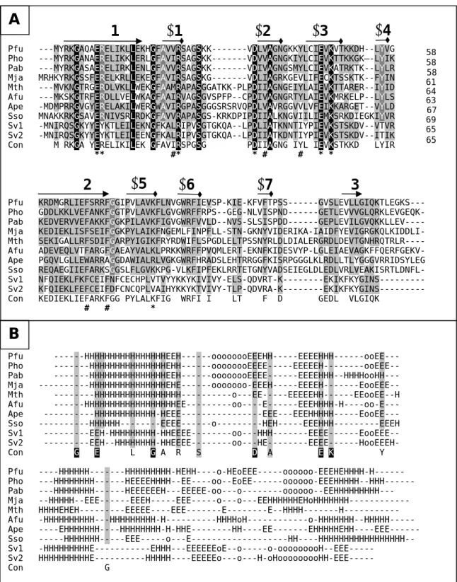 Abb. 4.1, A, Multiples Sequenz-Alignment der archaealen Hjcs. Berechnet mit dem Programm 