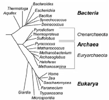 Abb. 1.1, Phylogenetischer Stammbaum der drei Reiche des Lebens. Erstellt auf Basis von 16S- 16S-rRNA-Sequenz Vergleichen