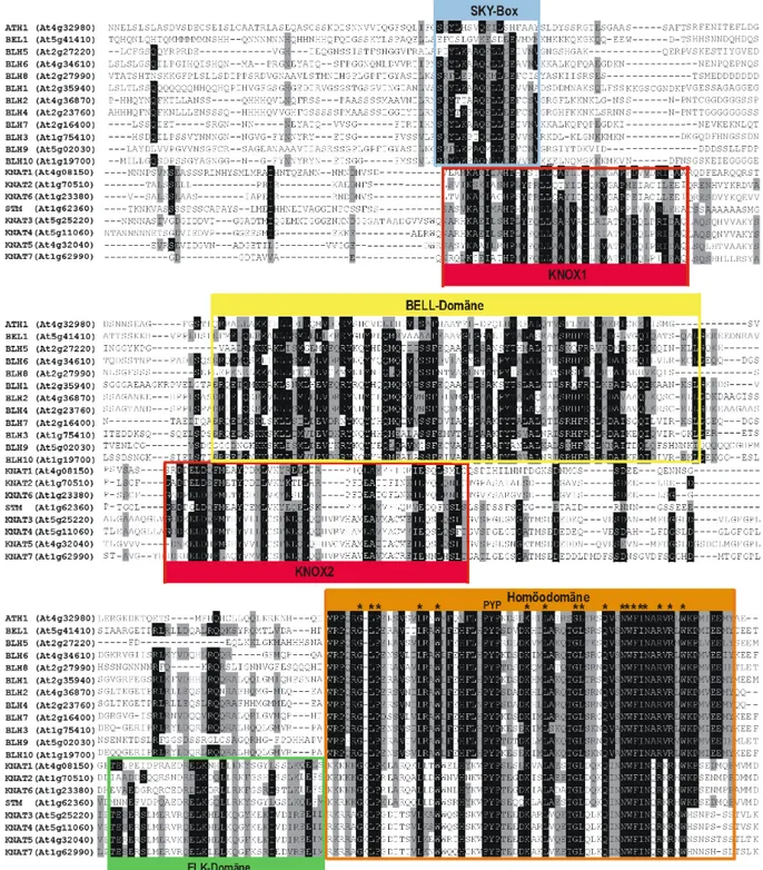 Abb. 3.1: Multipler Sequenzvergleich der TALE-Proteine von A. thaliana. Die konservierten Positionen sind  grau (Ähnlichkeit  ≥ 60% in den Familien) bzw
