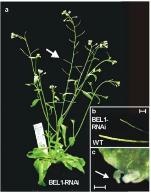 Abb. 3.4: Phänotyp der  BEL1-RNAi-Pflanzen.  a,  Gesamthabitus. Alle Schoten sind deutlich verkürzt  (Pfeil)