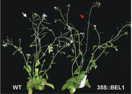 Abb. 3.7: Vergleich einer der auffälligen 35S::BEL1-Pflanzen mit einer WT-Pflanze. Die Überexpressions- Überexpressions-Pflanze bildet durchgehend verkürzte Schoten (roter Pfeil) im Vergleich zum WT (weißer Pfeil)