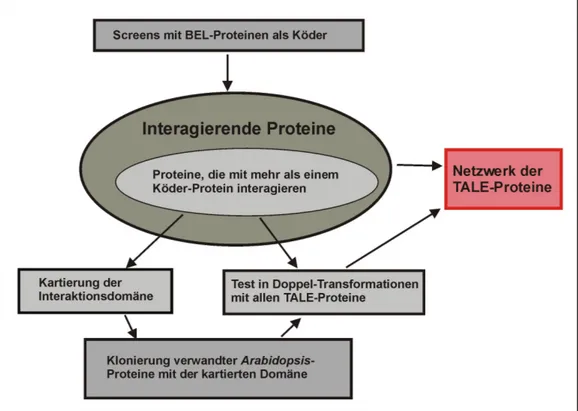 Abb. 3.10: Strategie für die Suche nach allgemeinen regulatorischen Interaktionspartnern der TALE- TALE-Proteine