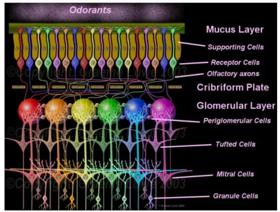 Fig. 2 Organization of the olfactory system. The glomeruli of the olfactory bulb are convergence sites for input  from olfactory axons of receptor cells in the olfactory epithelium