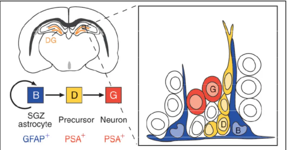 Fig. 3 Cell types in the SGZ of the hippocampus. This schematic representation of a coronal brain section shows  the site of secondary neurogenesis in the hippocampus