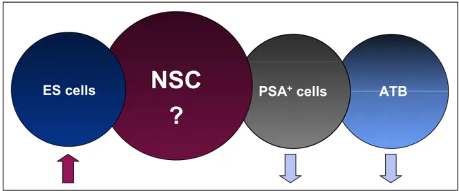Fig. 4 Selection strategy for potential NSC markers. ES cells, NSC, PSA +  cells and ATB are shown in a  hierarchical order in terms of developmental potential starting with the greatest one on the left