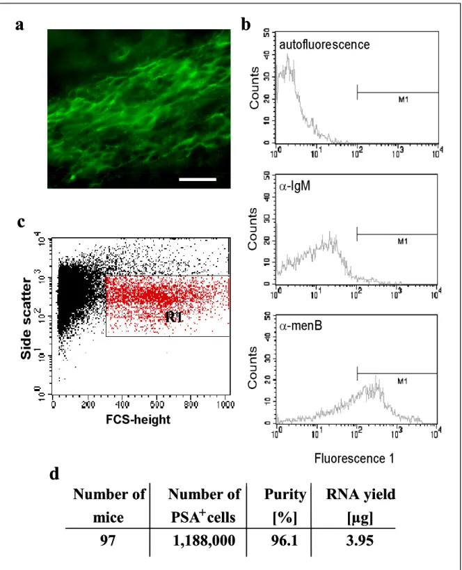 Fig. 5 Isolation of PSA +  neuronal precursors from the adult mouse forebrain. α-PSA mAb menB specifically  recognizes PSA-NCAM on the surface of the immature neuronal cells in the RMS (a) (Immunostaining kindly  provided by Céline Zimmer)