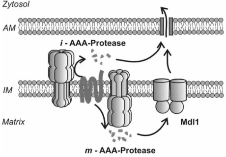 Abb. 1: Wege des Peptidexports aus Mitochondrien 