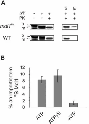 Abb. 4: Homooligomerisierung von Mdl1 in Abhängigkeit von ATP 