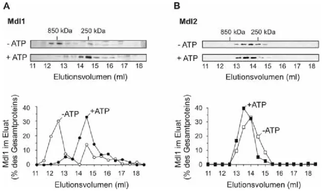 Abb. 5: Mdl1 als Bestandteil eines hochmolekularen Komplexes nach Depletion von ATP 