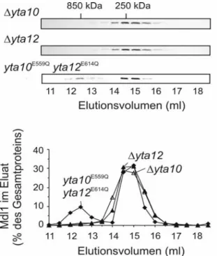 Abb. 6: Abhängigkeit des Mdl1 enthaltenden hochmolekularen Komplexes von der proteolytischen Aktivität der  m-AAA-Protease 