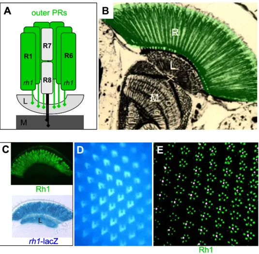 Fig II.3 The Drosophila ommatidium: outer photoreceptors 