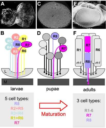 Fig II.6 Maturation and re-organization of pupal ommatidia 