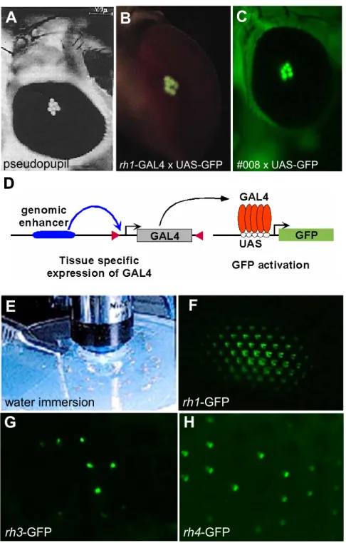 Fig II.11 Expression of GFP in living flies: enhancer traps screen and corneal neutralization 