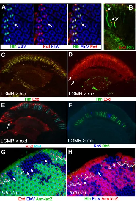 Fig III.2.6 Extradenticle co-localizes with Homothorax during DRA development  