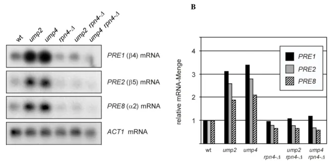 Abb. 5 Einfluss der Deletion von RPN4 auf die Induktion der Genexpression in ump-Mutanten 