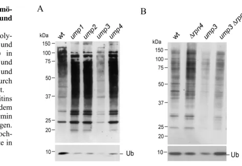 Abb. 14 Ubiquitinhomö- Ubiquitinhomö-ostase in Wildtyp und  ump-Mutanten 