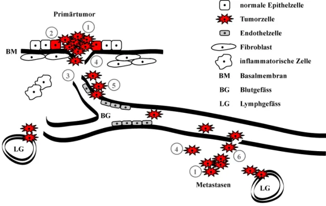 Abb. 1.2: Die Rolle von Proteasen in der Tumorgenese. 